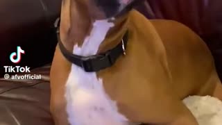 😂🐶 Dog's Big Sneeze | FunFM