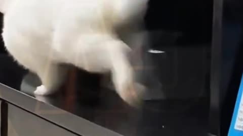 Funny video