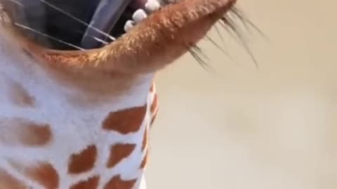 Who wins Elephant vs Giraffe