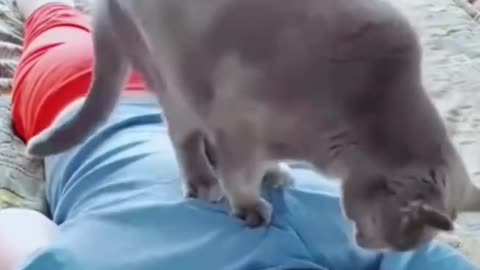 Cat Kitten Massage