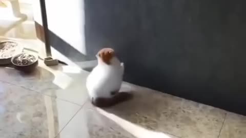 Funniest Animals