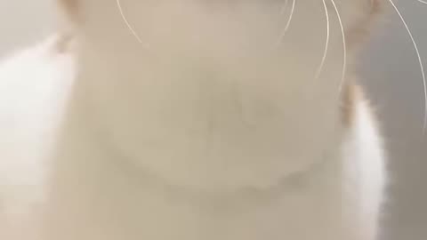 Cute cat in my life