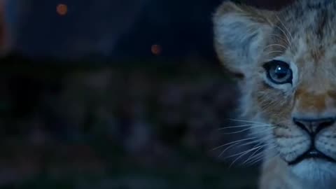 Mufasa 😍❤️ (Part - 66)....#reels #viralreels #reel #mufasa #animation #lastest #romantic #viralreel