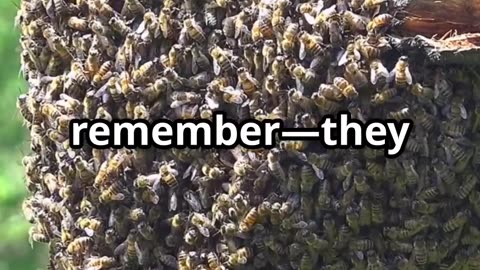 What You Need to Know About Bee Swarms 🐝 | Nature’s Buzzing Phenomenon