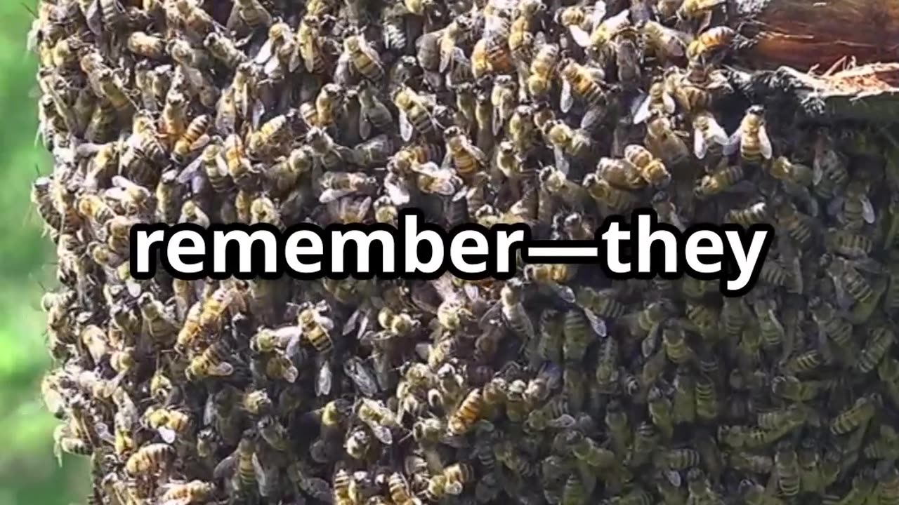 What You Need to Know About Bee Swarms 🐝 | Nature’s Buzzing Phenomenon
