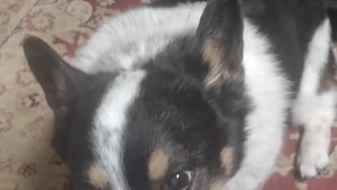 Corgis and duck fat (Shorts)