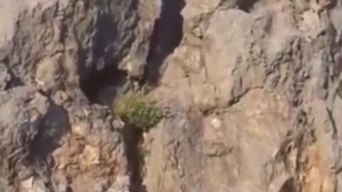 🤯✨ Watch a Bear Conquer Vertical Rock Climbing! | FeedMyCuriosity