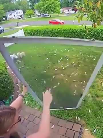 Who let the dogs out