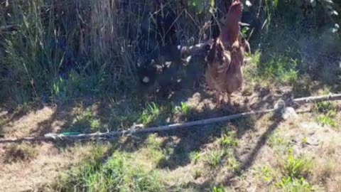 hen