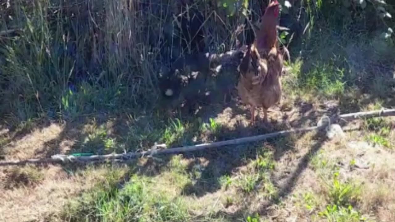 hen