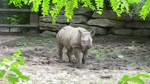 Cutebaby rhino playing