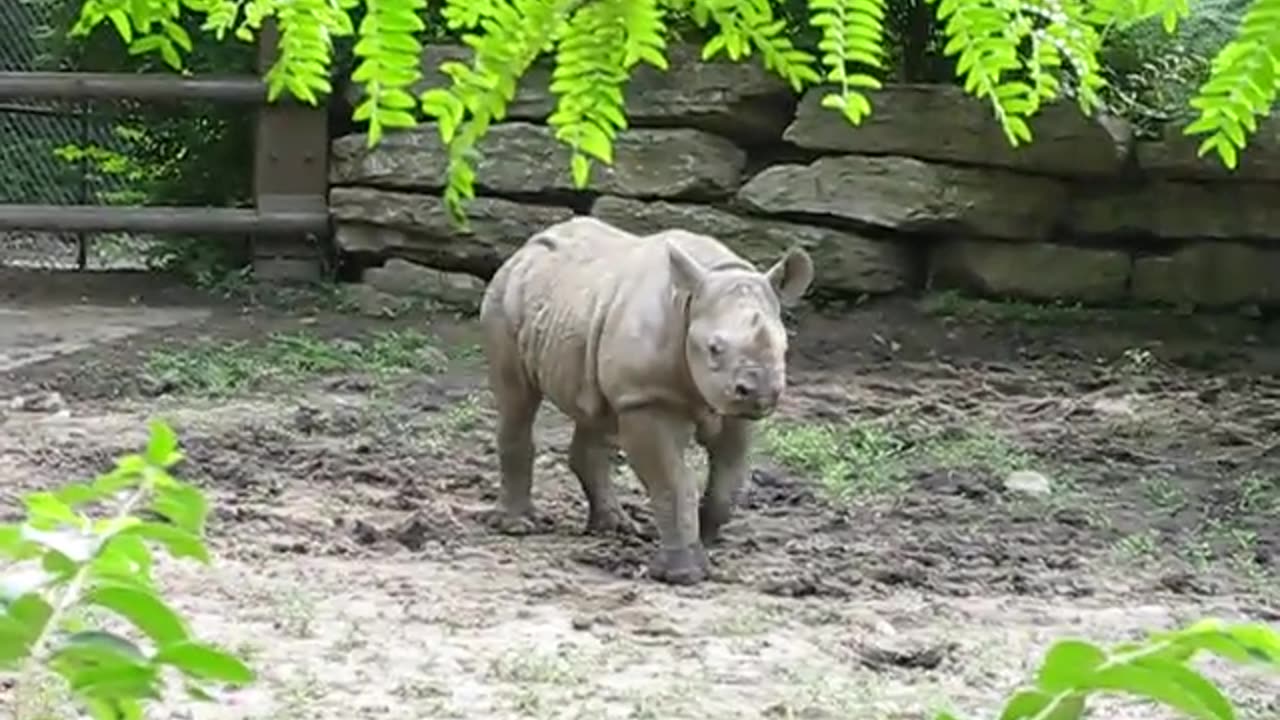 Cutebaby rhino playing