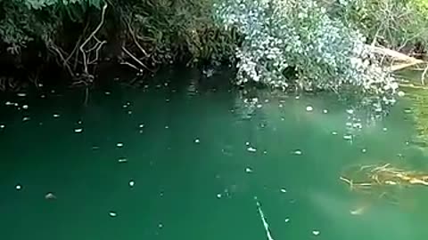 Beautiful fishing Channel