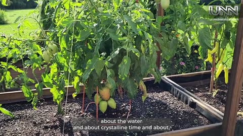 Gardens in Cottonport, Louisiana, USA are thriving like never before!