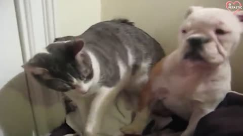 A compilation of hilarious cats and dogs fighting || Eba2007