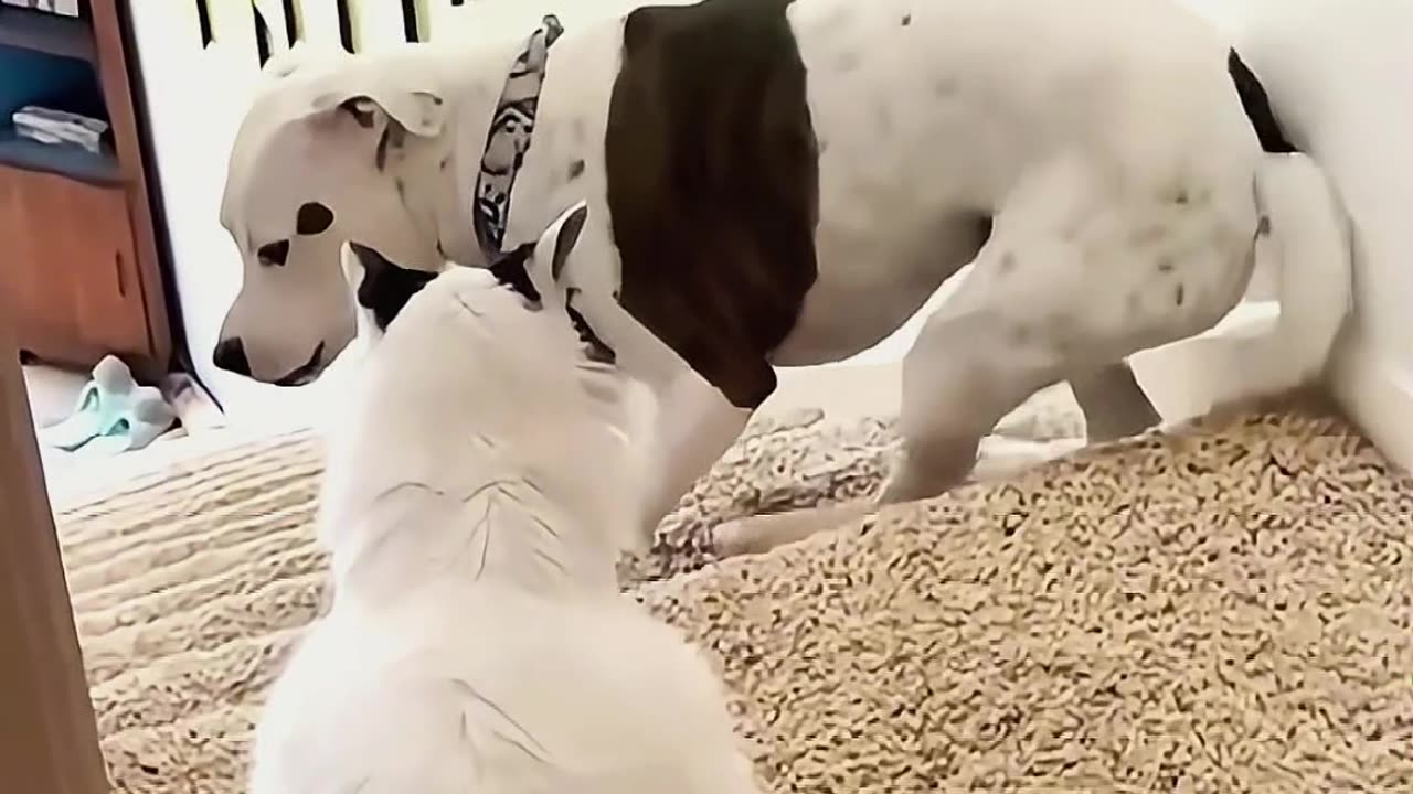 That noise sent me 😭🐾 😂