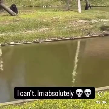 niglet recognizes "Daddy" at the Gorilla Exhibit at Zoo