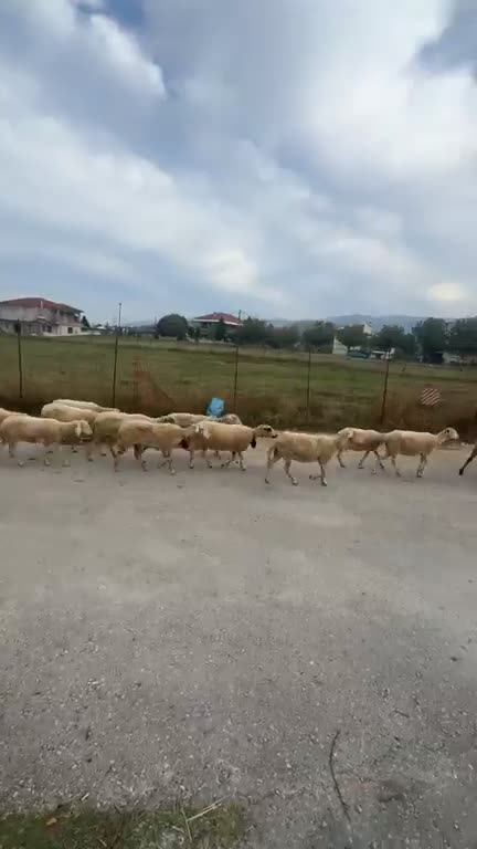 για την ευλογιά των Αιγοπροβάτων