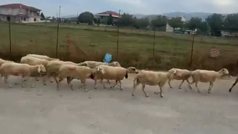για την ευλογιά των Αιγοπροβάτων