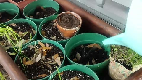 Return to the garden