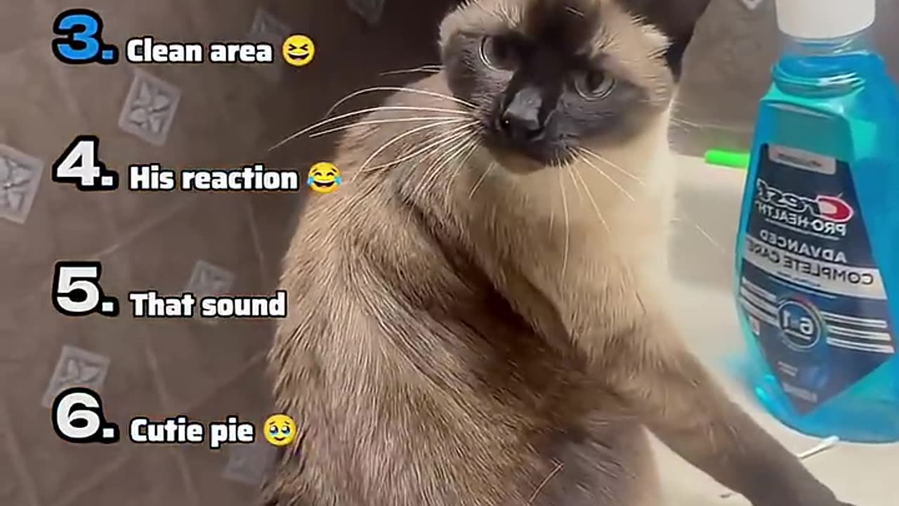 Ranking The Funniest Cat Moments