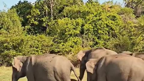 Why did aunty hit me?😕🥹🐘