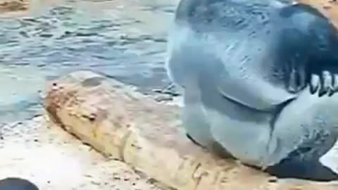 Cats Dogs Dolphins Frogs Mischief