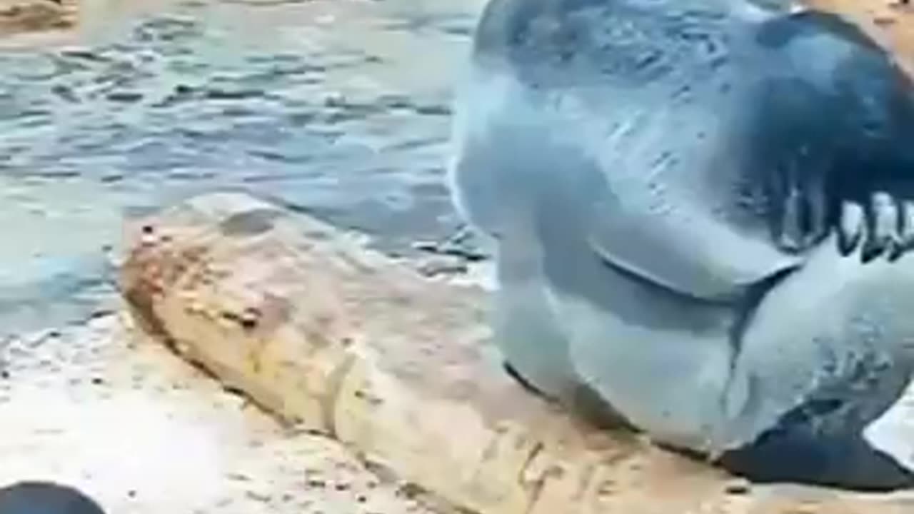 Cats Dogs Dolphins Frogs Mischief