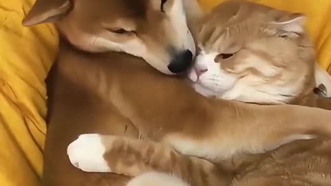Cats & dogs – pure friendship! ❤️