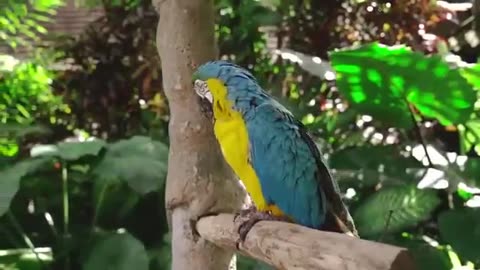 Animals Kingdom