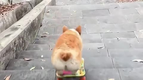 funny-animal-videos-cute-animals-being-absolutely-hilarious