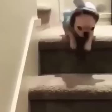 Funniest Animal Fails Caught on Camera!