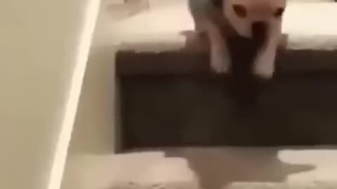 Funniest Animal Fails Caught on Camera!