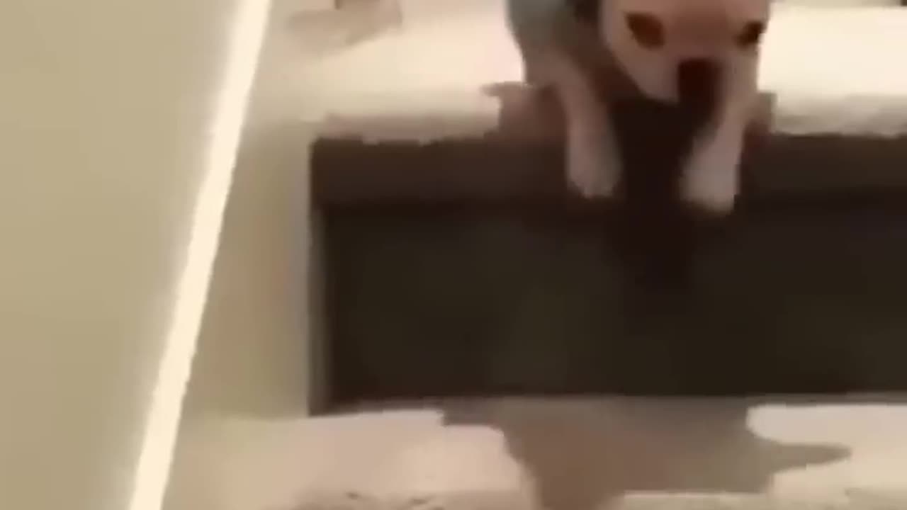 Funniest Animal Fails Caught on Camera!