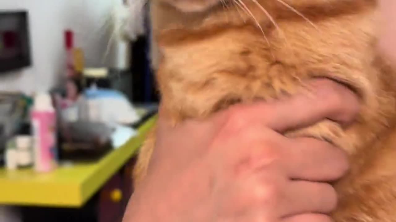 Accidentally caught a cat in repeat mode 😂