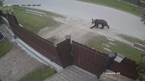Bear Climbs Over Fence