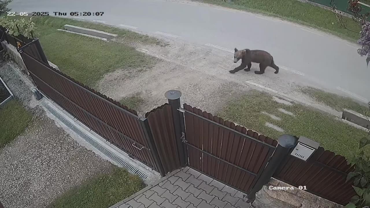Bear Climbs Over Fence