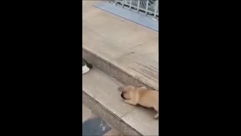 "funny cats and dogs"