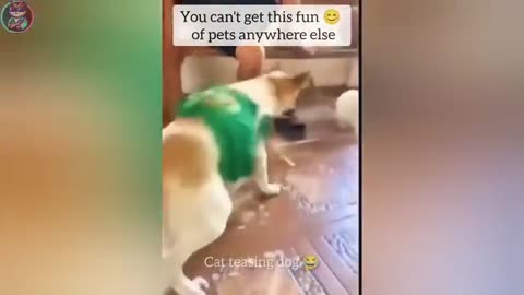 😂 Funniest Animal Clips That’ll Make Your Day! 🐾