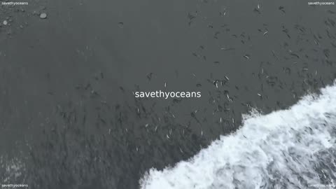 Rebuilding Capelin Everybodyâs Fish
