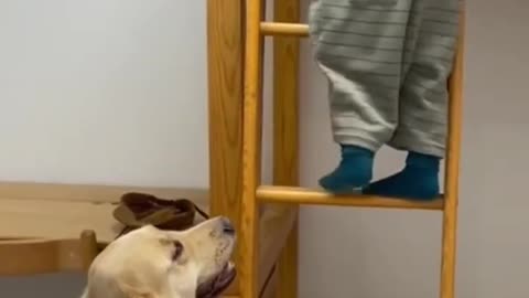 This proves Golden Retrievers are the best dogs for kids