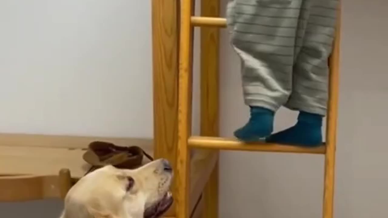 This proves Golden Retrievers are the best dogs for kids