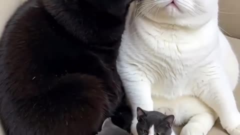 A Purr-fect Family Moment لحظه‌ای گرم و گربه‌ای خانوادگی