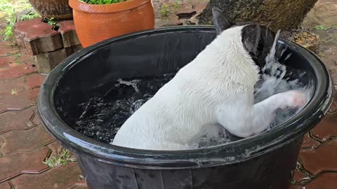 Doggy-Powered Spin Cycle