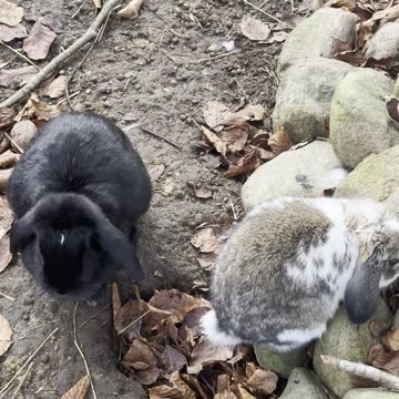 Bunny’s Cute Little Oops Moment