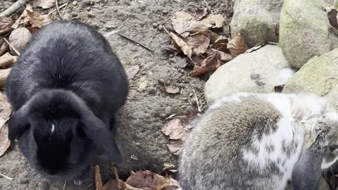 Bunny’s Cute Little Oops Moment