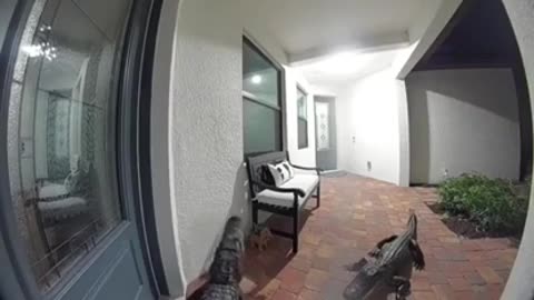 😮🔥 Watch Alligators Try To Enter a Home! | FeedMyCuriosity