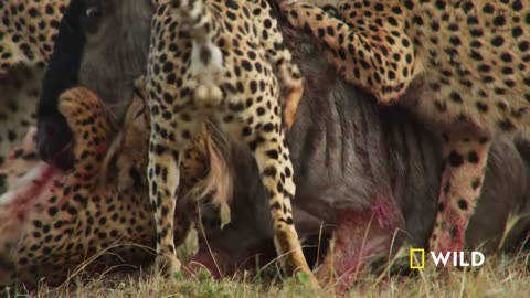 How smart can a cheetah be 🐆🐆