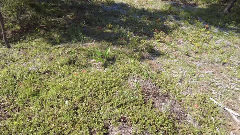 Flowers of Spring in the forest, Indian Paint Brush