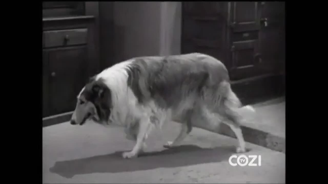 Lassie - Episode 162 - 'The Big Cat